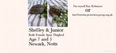 Spur Thighed ; Both females approx 7-5 years old (Shelley & Junior)